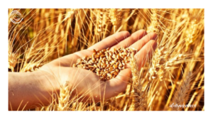 grain