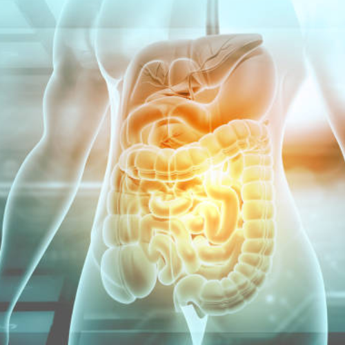 Gut and digestive system illustration